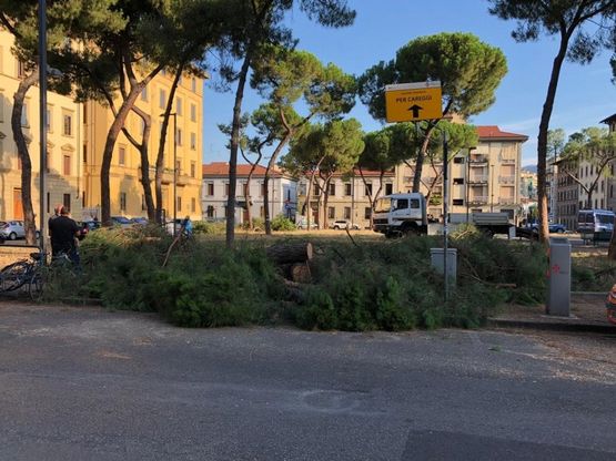 Firenze, via al taglio degli alberi in piazza della Vittoria