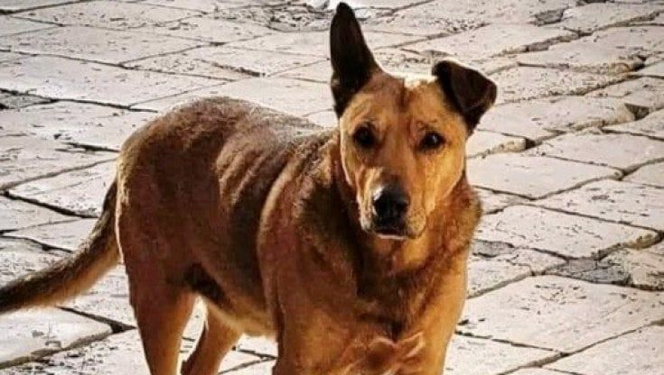 Addio a Rex, il cane libero di Altamura: in città spuntano i manifesti per ricordarlo. "Una storia d'amore che non dimenticheremo mai"