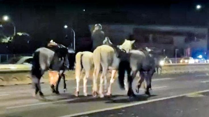 Cavalli della parata in fuga, colpa dei fuochi d’artificio: quattro feriti, panico tra le auto