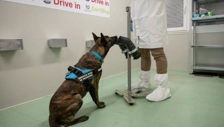 Roma, da metà giugno arrivano i cani anticovid al Campus Biomedico