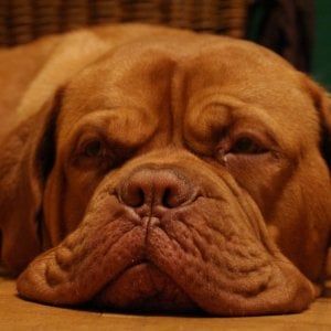 Incendio a Palermo, storia di Umberto S. morto con il suo cane