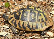 Scoprendo le tartarughe della Mesola