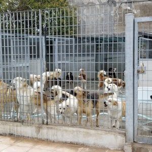 Aggredita e ferita da un gruppo di ragazzi la custode del canile di via Germagnano 
