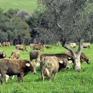 In Sicilia spariti 500mila capi di bestiame: è allarme sul mercato nero della carne