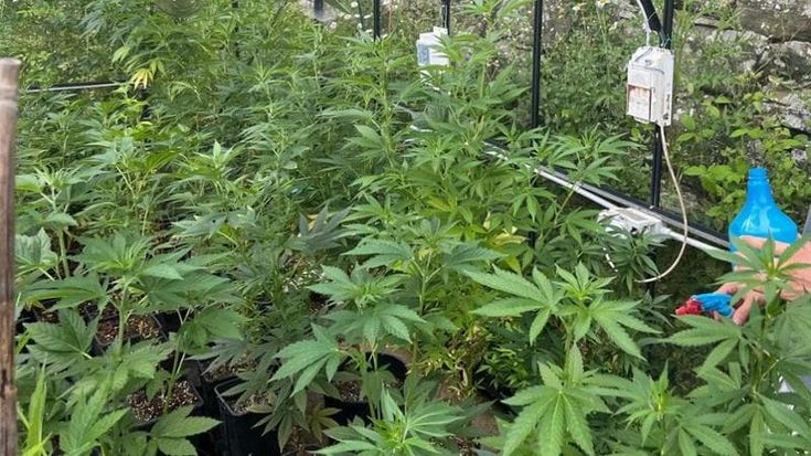 Lombardia, con lo stop alla cannabis light a rischio chiusura 3mila imprese. Fra queste Just Mary che porta a casa l’erba legale