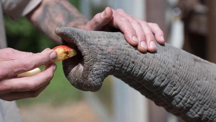 Migliaia di baffi intelligenti sulla proboscide: ecco i segreti del tatto degli elefanti