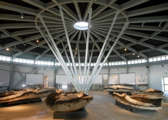 Piegaro, le immagini del museo paleontologico Luigi Boldrini
