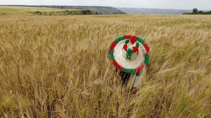 Nutrimenti terrestri