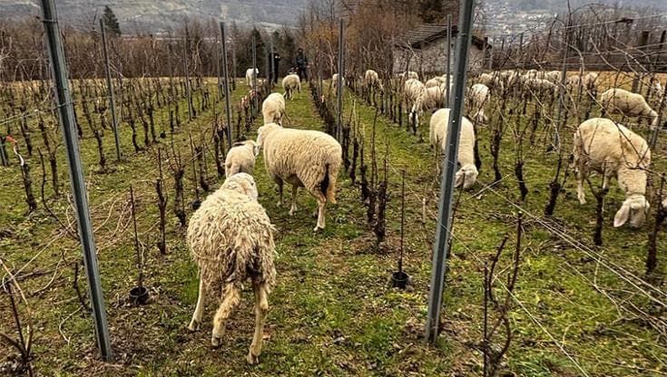 La giovane cantina della Val Camonica sospesa tra viticoltura eroica e utopia vincente