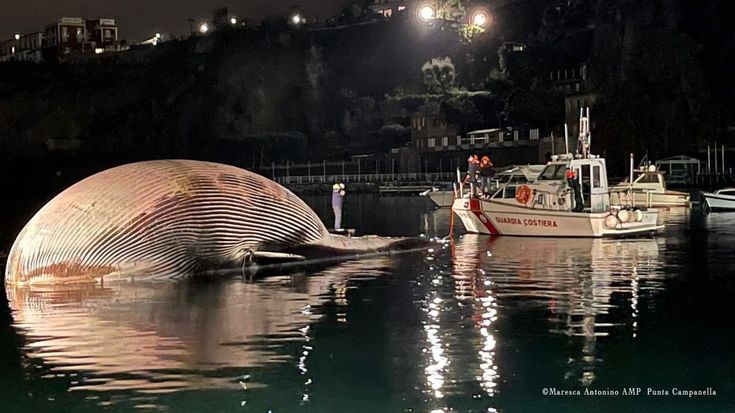 Sorrento, la carcassa della balenottera lascia il porto: sarà trasportata a Napoli
