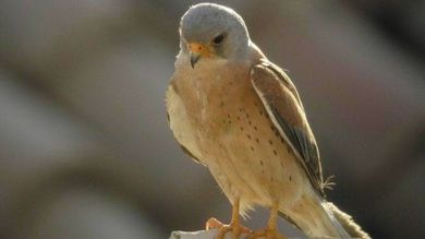 Falchi Rubati Da Nidi E Venduti Tra Marche E Toscana 4