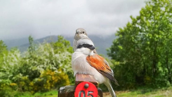 La stessa coppia di Averla piccola torna sull’Appennino pistoiese: 12mila chilometri per ritrovarsi