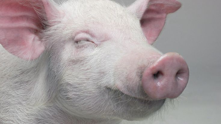 L’animale che mi porto dentro/4. Siamo uomini o maiali?