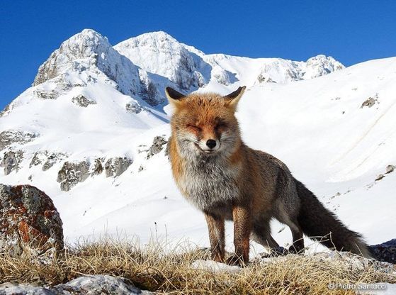 Parco nazionale d'Abruzzo, la volpe fa l'occhiolino: il nuovo scatto sorprendente