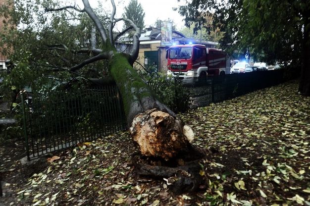 Maltempo a Milano: il vento forte fa crollare alberi sulle auto