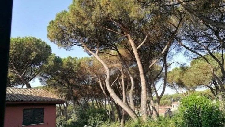 Allarme cocciniglia, il Campidoglio non prende i soldi della Regione per salvare i pini. Il tempo sta scadendo