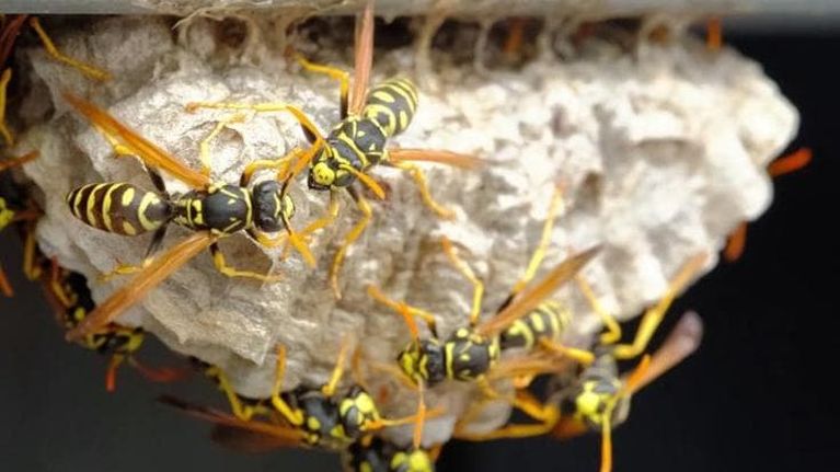 Vespe e calabroni al picco stagionale: quali sono le specie davvero pericolose e come affrontarle