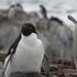 Il pinguino che caccia male copia dagli altri per trovare cibo