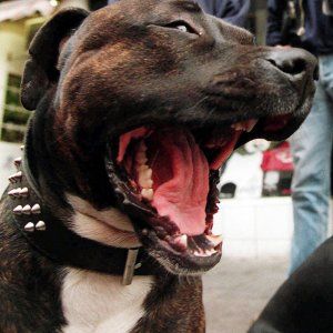 Pistoia, taglia le orecchie al pitbull con le forbici di casa: denunciato