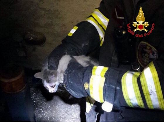 Milano, il gattino prigioniero nella tromba dell'ascensore: ci pensano i pompieri