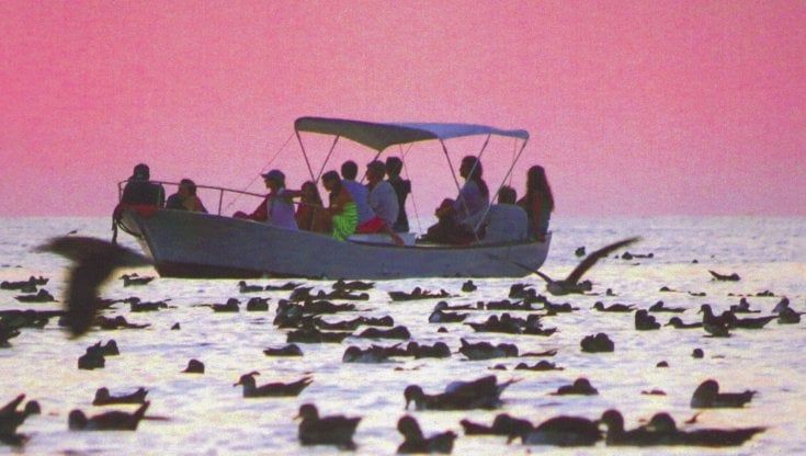 Dove osano le berte: la Sicilia si scopre paradiso della biodiversità