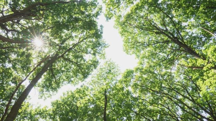 Piantati in Italia tre milioni di nuovi alberi