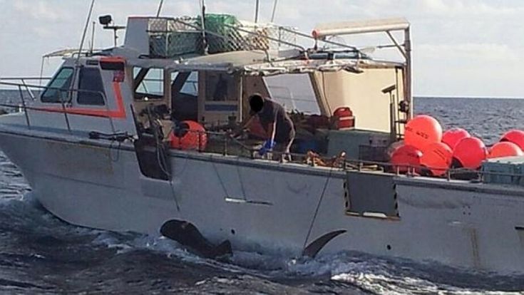 Australia, allarme squali: esecuzioni e polemiche
