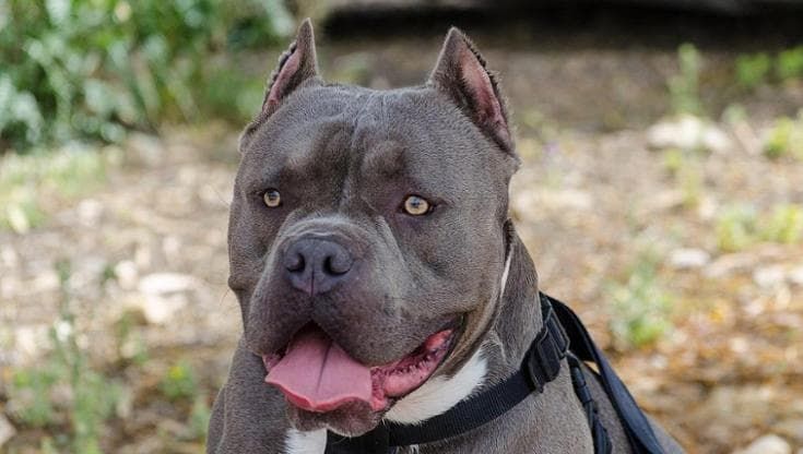Aggredita dal pitbull a cui aveva portato cibo, le amputano la gamba: cane abbattuto dalla polizia