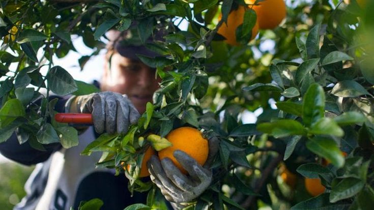 Agricoltura, crescono gli iscritti dell’ente previdenziale Enpaia