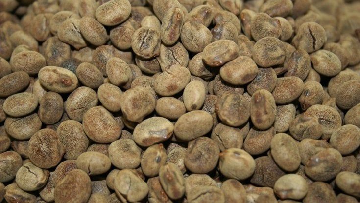 Il lupino di Anterivo è un nuovo Presidio Slow Food