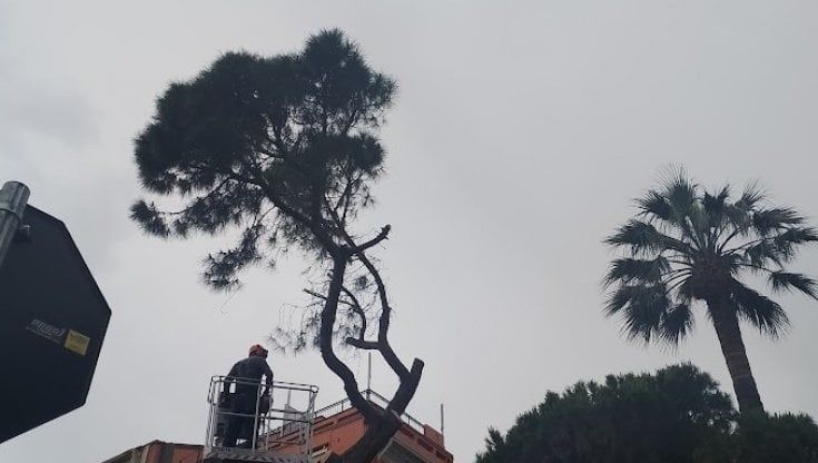 Sanremo, abbattuto un pino secolare, gli ambientalisti annunciano un esposto alla Procura: "Era pieno di nidi"