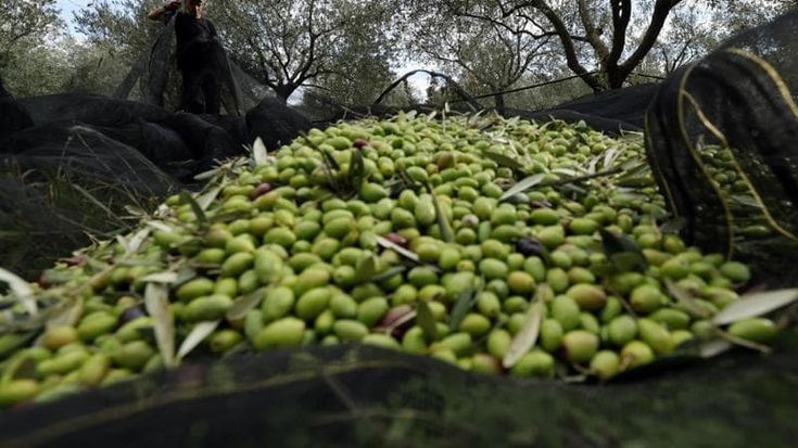 Padre, madre e figlio rubavano olive nelle campagne di Andria. L’uomo arrestato, la donna e il 14enne denunciati