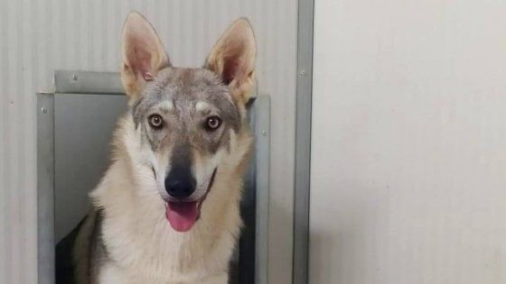 Storia di Giuditta, il cane scambiato per lupo: i volontari la salvano dalle ronde dei cacciatori