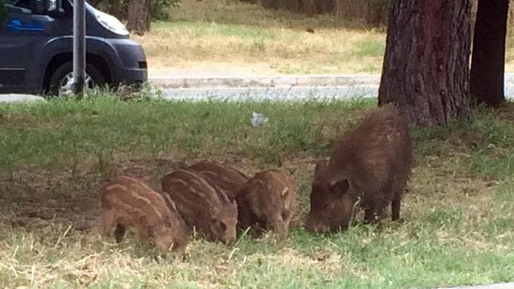 Battuta di caccia al cinghiale in un parco di Torino, gli spari scatenano panico e polemiche