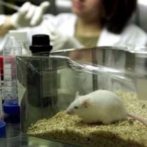 Ricerca, appello degli scienziati al ministro Lorenzin per l'utilizzo di animali nei test