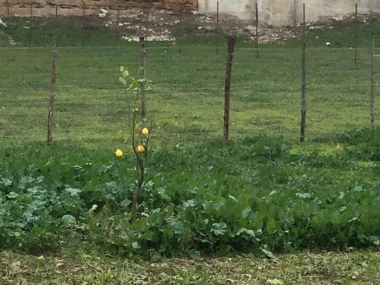 Danisinni, rinasce il "Giardino arabo di Gesù"
