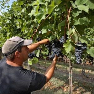 La vendemmia in Toscana parte tardi, ma l'annata è buona