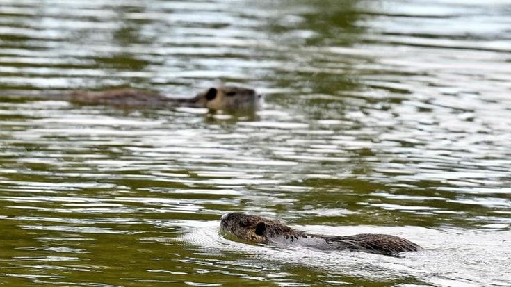 "Nutrie prese a bastonate e uccise per gioco da giovani", la denuncia di un circolo ricreativo di Grassina