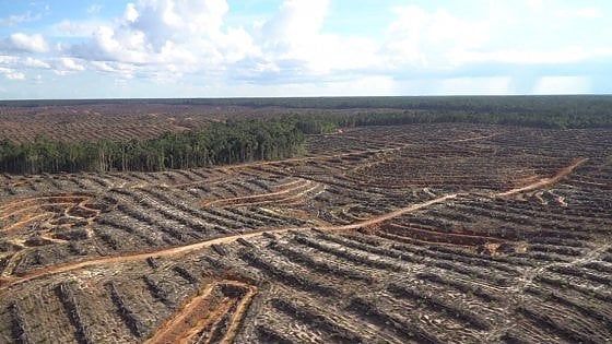 "In Indonesia deforestazione senza fine per l'olio di palma", l'atto di accusa di Greenpeace