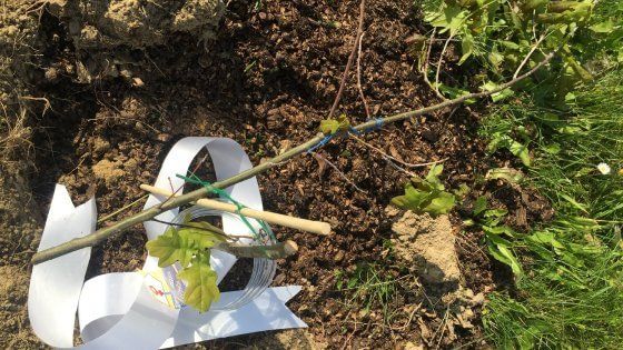Milano, vandali di nuovo in azione al parco Chiesa Rossa: tagliate 20 querce appena piantate
