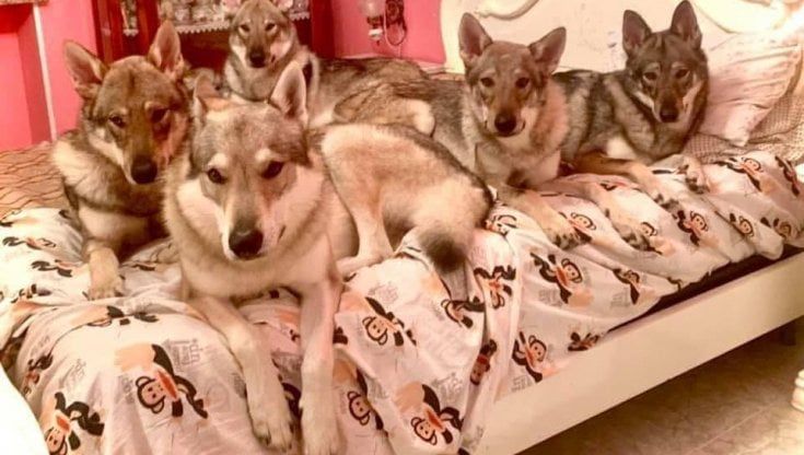 La figlia della donna sbranata dai cinque cani lupo: “Mai stati aggressivi, mia madre abituata a stare con loro" 