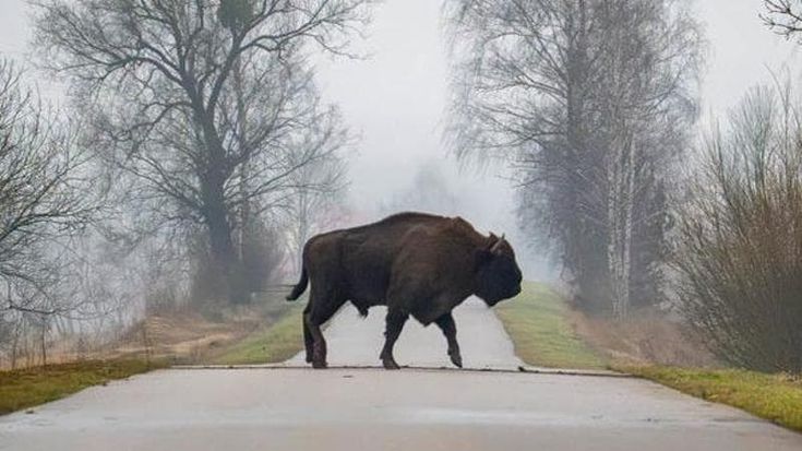 In mezzo agli animali: 10 viaggi etici (più uno) alla scoperta della fauna selvatica