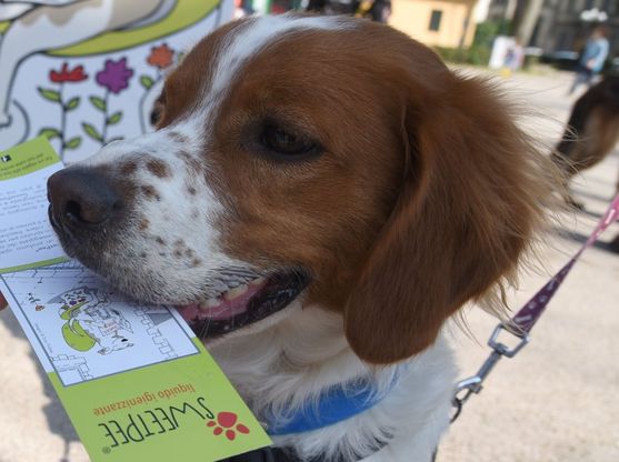 Sweetpee, il liquido che ripulisce la pipì del cane