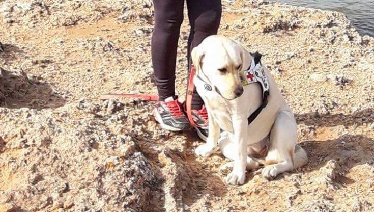 "Con il cane guida non può entrare": non vedente cacciata dal supermercato a Fasano. "Gesto illegale e umiliante"
