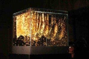 Il rumore di 50mila api<br />per proteggere la loro vita