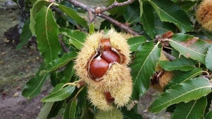 L’urlo della natura