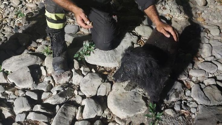 Cane intrappolato in un condotto dell’acqua salvato dai vigili del fuoco