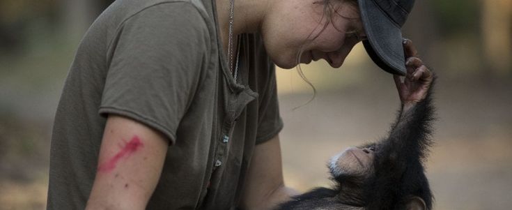  Quanto amore nel rehab che cura i baby scimpanzé 