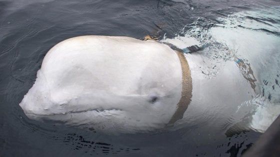 Cetacei-spie: il manuale della marina Usa che spiega le "regole d'ingaggio"