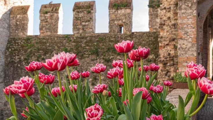 A Sirmione i tulipani fioriscono anche a novembre: è il frutto di una nuova tecnica botanica